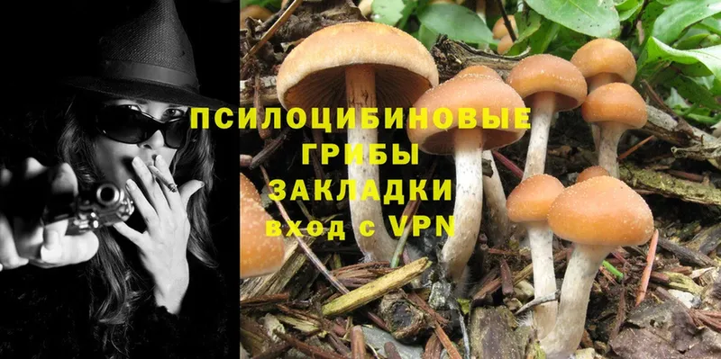 Галлюциногенные грибы Psilocybine cubensis  Богородицк 